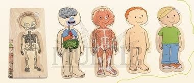 Zábavné a interaktívne anatomické puzzle