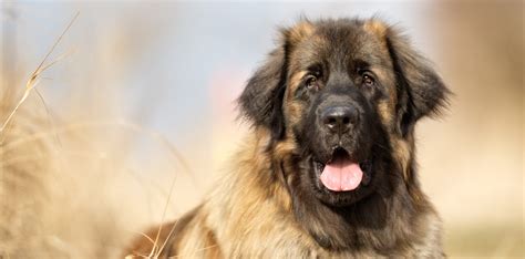 Leonberger - portrét psa