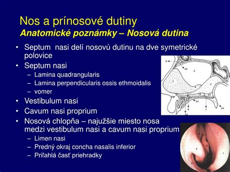 Nosová dutina a jej funkcie