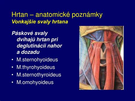Anatómia hrtana a hlasiviek