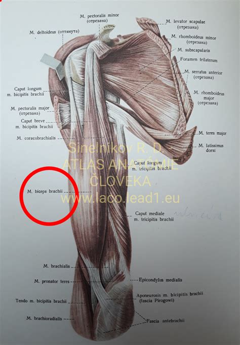 Detailné schéma svalov hornej končatiny a ich funkcií