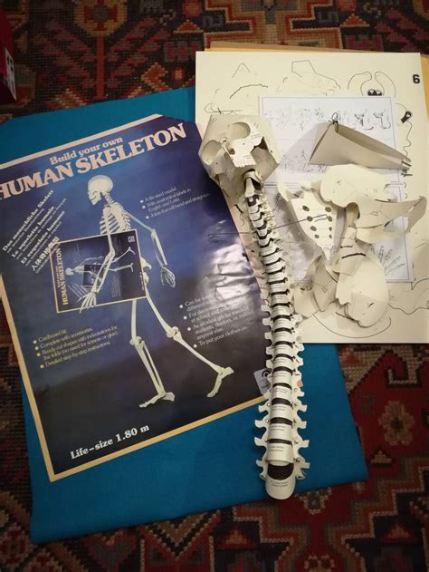 Model ľudskej kostry v životnej veľkosti