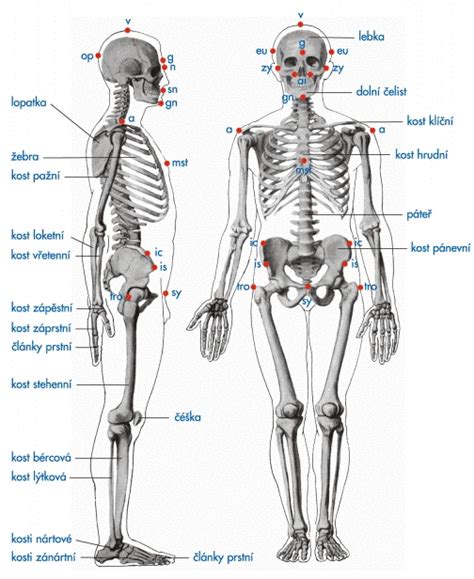 Detailná schéma ľudskej kostry s farebne označenými svalovými úponmi