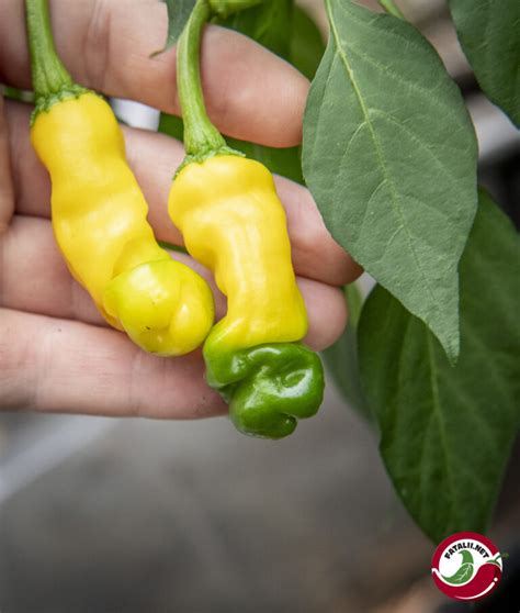 Zrelé plody Peter Pepper Yellow