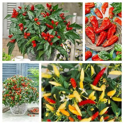 Rastlinka chilli papričky v kvetináči