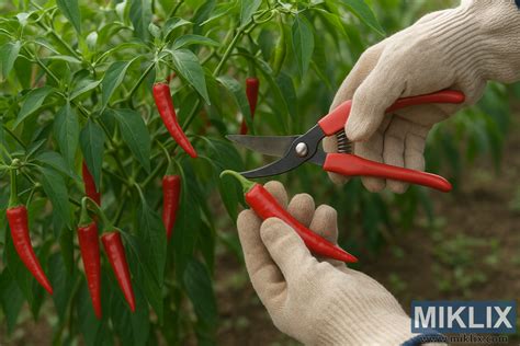 Zber chilli papričiek