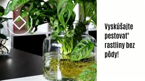 Odrezky dracény zakoreňujúce vo vode