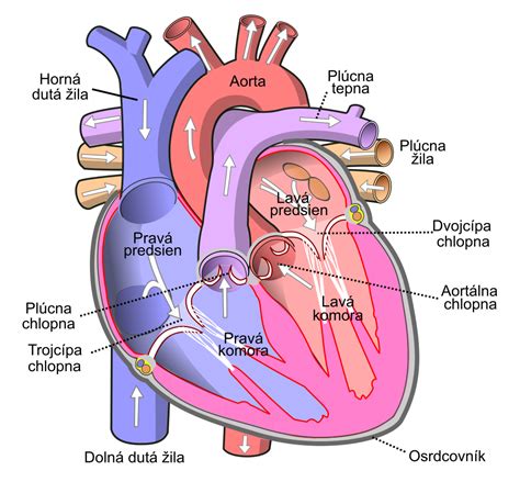 Srdce a krvný obeh