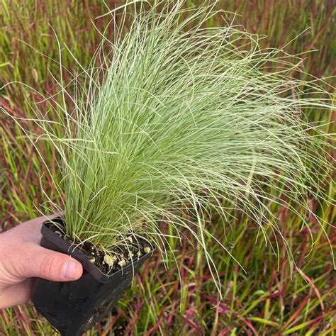 Carex comans - listy a kvety