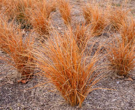 Porovnanie kultivarov Carex comans 'Bronze Form' a 'Frosted Curls'