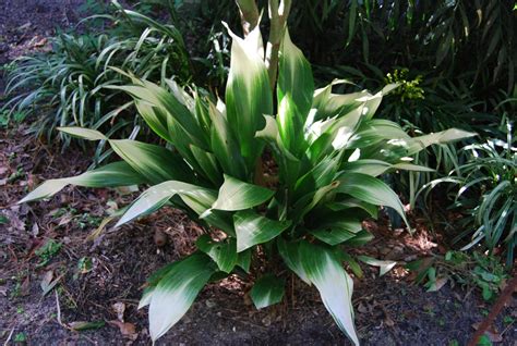 Aspidistra umiestnená v tieni