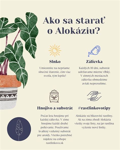 Nové listy vyrastajúce zo stredu rastliny