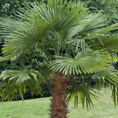 Trachycarpus fortunei listy a kmeň