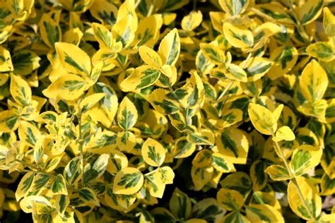 Euonymus japonicus živý plot