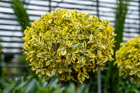 Detail listov Euonymus japonicus 'Bravo'