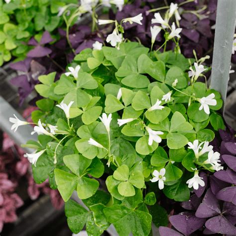 Detail kvetov Oxalis regnellii