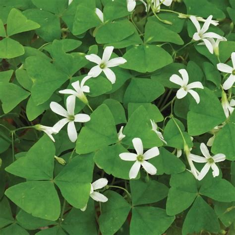 Rastliny Oxalis po presadení hľúz