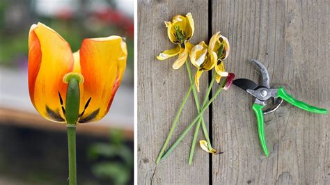 Fázy starostlivosti o tulipány po odkvitnutí