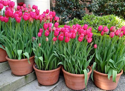 Pestovanie tulipánov v kvetináčoch na balkóne