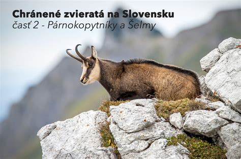 Schéma: Druhy opatrovníctva na Slovensku