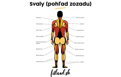 Anatómia prsných svalov