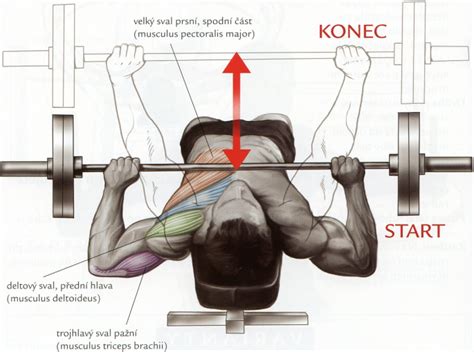 Bench press na šikmej lavičke hlavou dole
