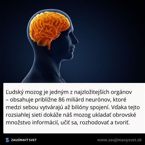 Ilustrácia mozgu a neurónov