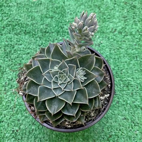 Tacitus (Graptopetalum bellum) kvet