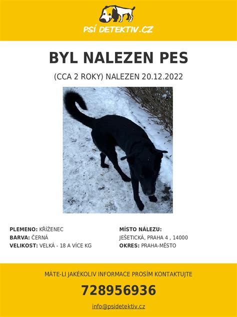 Pes na ulici s majiteľom bez domova