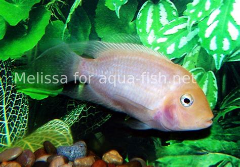 Cichlazoma zebrovitá