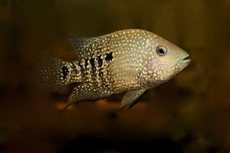 Herichthys Cyanoguttatus