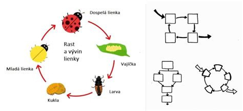 vývinové štádiá ľudského života schéma
