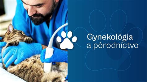 Veterinárny lekár podávajúci lieky zvieraťu