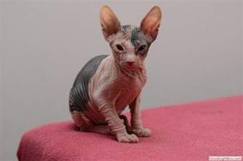 Mačka Sphynx s vráskavou kožou a veľkými ušami
