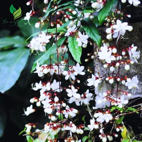 Clerodendrum Wallichii v plnom kvete