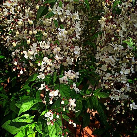 Optimálne svetelné podmienky pre Clerodendrum Wallichii