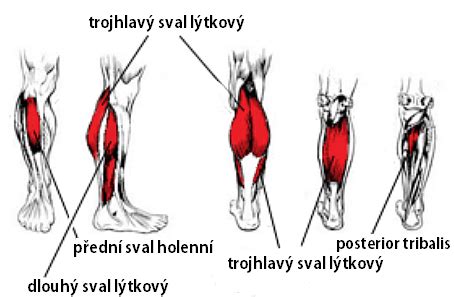 Rehabilitačné techniky lýtkového svalu