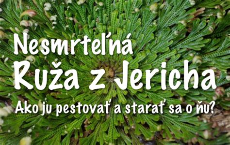 Schéma správnej starostlivosti o Ružu z Jericha