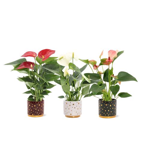 Rôzne druhy listov Anthurium