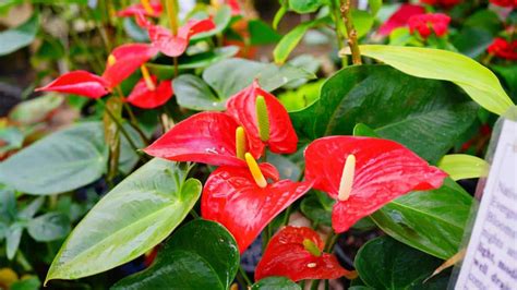 Rozmnožovanie Anthurium delením