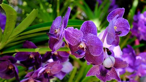 Orchidea v slnečnom okne