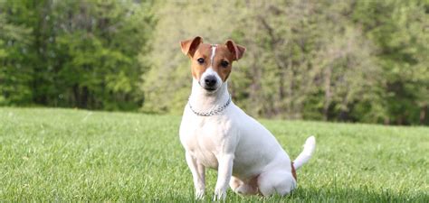 Pôvod plemena Jack Russell teriér a reverend John Russell