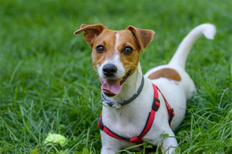 Dôsledná výchova a socializácia Jack Russell teriéra