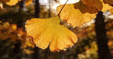Ginkgo biloba a jej účinky