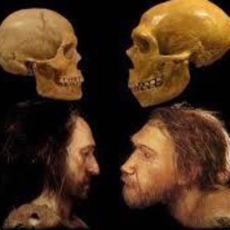 Porovnanie lebiek Homo sapiens a Homo neanderthalensis