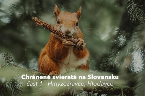 Ukážka rôznych typov pascí na hlodavce