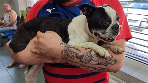 Pes v náručí veterinára