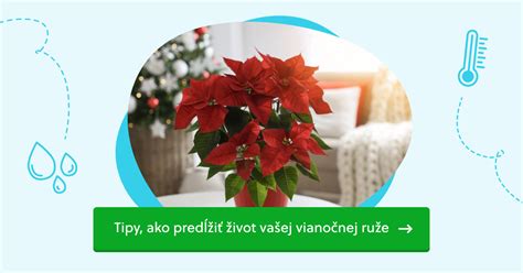 Kalendár starostlivosti o vianočnú ružu počas roka