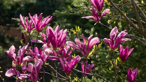 Proces výsadby magnólie