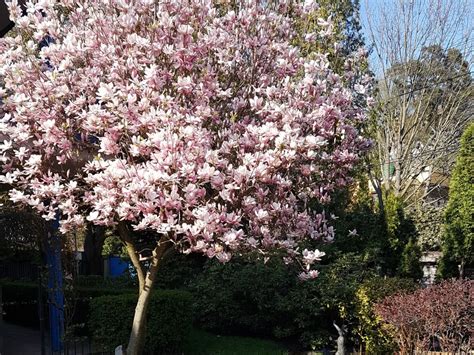 Magnólia v plnom kvete